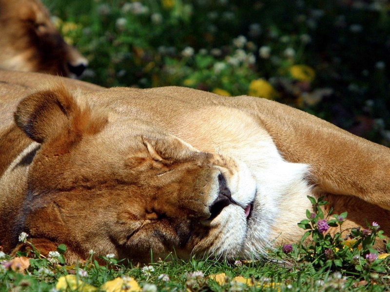 large, africa, safari Animals, animal themes, brown, 720P, wildlife, carnivore, vertebrate, one animal, animal, relaxation, undomesticated Cat, animal head