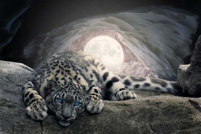 cat, sleeping, animal wildlife, whisker, night, animal, rock - object, light, photoshop, moon, wilderness, feline, zoo, 5K, big cat, composing, winter