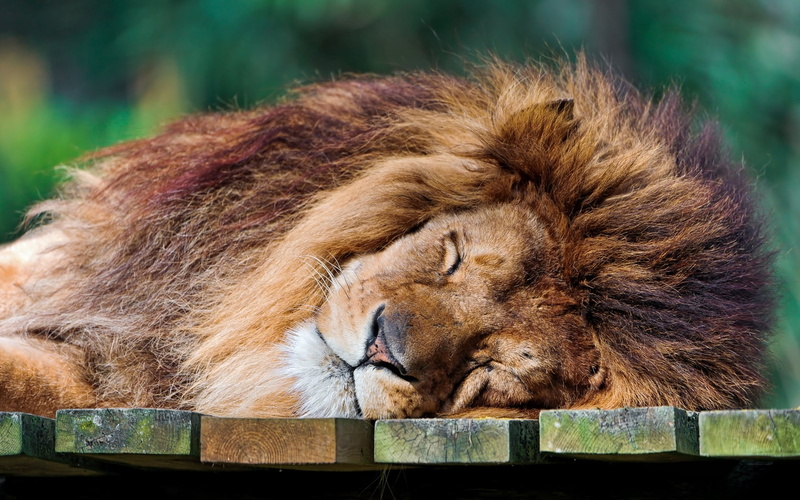 animals in captivity, lion - Feline, cat, one animal, zoo, danger, mane, sleeping, close-up, animal Head, relaxation, whisker, lying Down, resting, dream