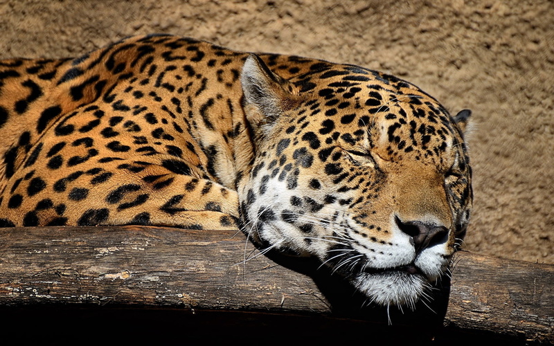 animal themes, animal wildlife, animal Head, wildlife, sleep, africa, relaxation, safari Animals, nature, carnivore, feline, danger, 720P, spotted, pets