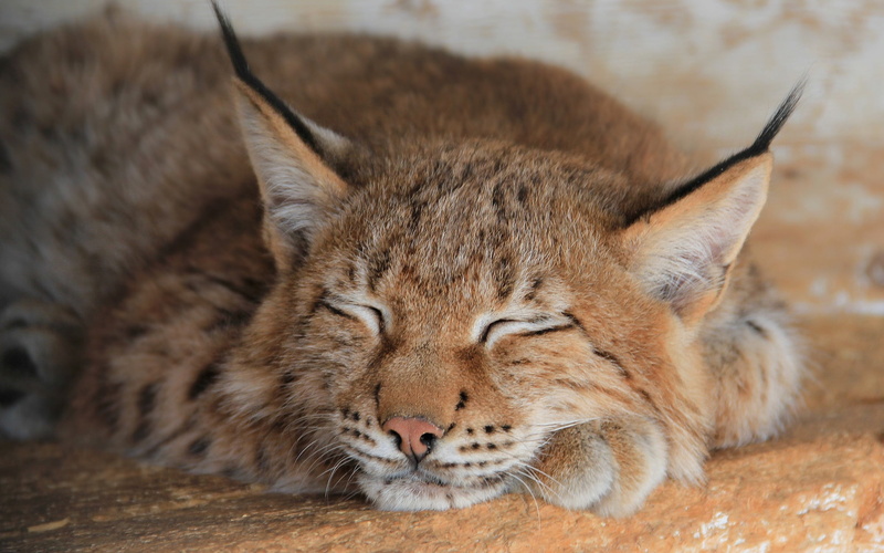 lying Down, domestic Cat, domestic animals, big Cat, mouth open, feline, pets, animal wildlife, endangered Species, 2K, animal body part, vertebrate, beauty In Nature