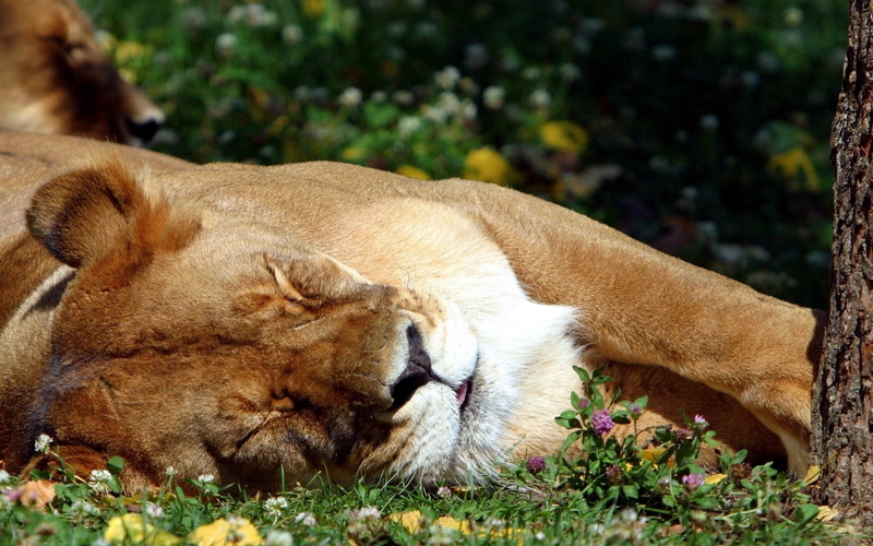 savannah, lying Down, animal themes, animals In The Wild, animals And Pets, serengeti National Park, young Animal, resting, wildlife, animal, mane, domestic animals