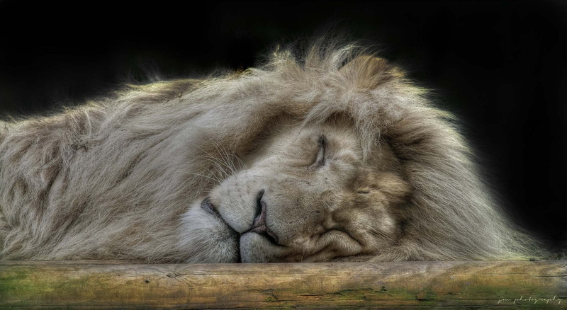 animal body part, 1080P, face, close-up, animals And Pets, feline, big Cat, fur, animals In The Wild, one Animal, carnivore, undomesticated Cat, large