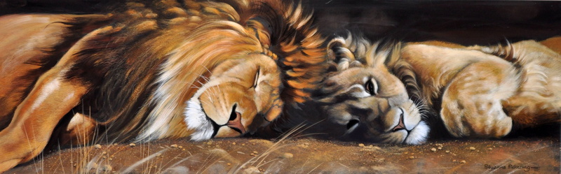outdoors, two animals, animal, animal Head, lion - Feline, fur, lion, tiger, animal themes, relaxation, undomesticated Cat, close-up, animal body part