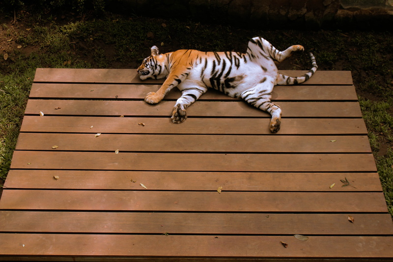 kebun binatang, mammal, tiger, striped, bandung, no people, day, enjoy, animal, vertebrate, high angle view, zoo, domestic, animal wildlife, running, tidur