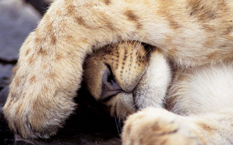 vertebrate, lying Down, mammal, animal hair, resting, nature, cub, paw, looking, sleeping, 1080P, feline, undomesticated Cat, lion cub, cat, one animal
