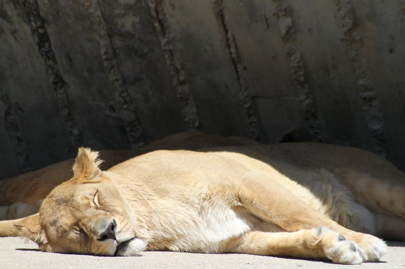 lioness, large, eyes closed, relaxation, predator, napping, africa, animal, lion - Feline, nature, animals And Pets, animal themes, cat, outdoors, 5K