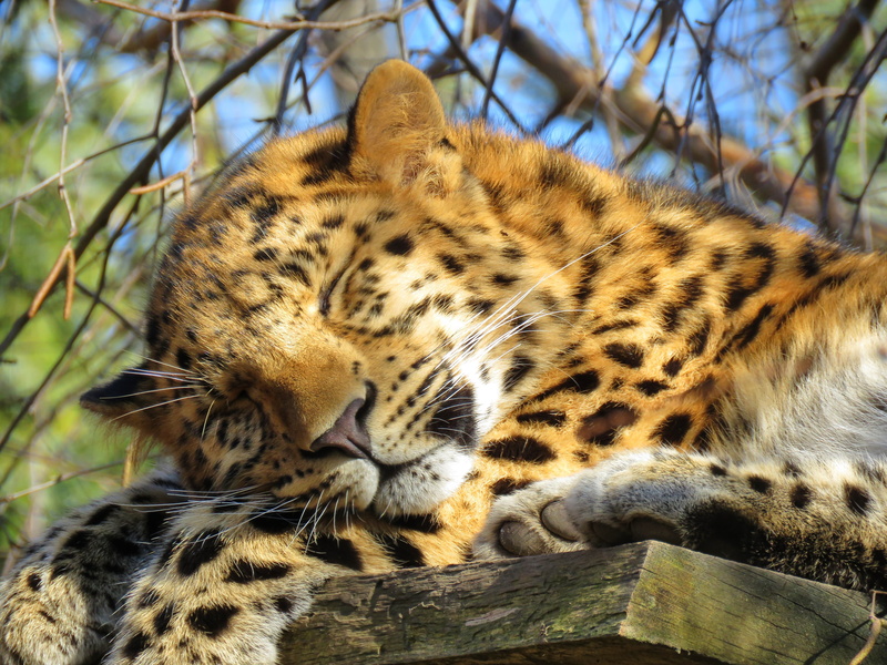 mammal, sleeping, one animal, 4K, day, asian leopard, animal wildlife, animal, nature, relaxation, animal themes, focus on foreground, cat, big cat, no people