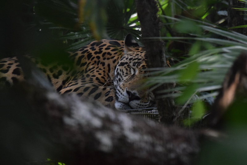 Cats, Wildlife, Jaguar, 1080P, Sleeping, predator (Animal), Big Cat