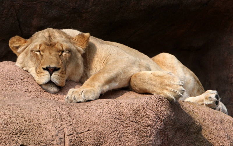 cat, lioness, vertebrate, sleeping, mammal, female animal, animal, animals in the wild, lion - feline, no people, resting, animal wildlife, stone, big cat