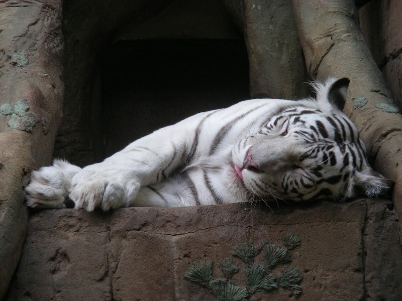 lying down, one animal, black, animal themes, white tiger, feline, white, mammal, zoo, cat, tiger, no people, vertebrate, relaxation, stripes, resting