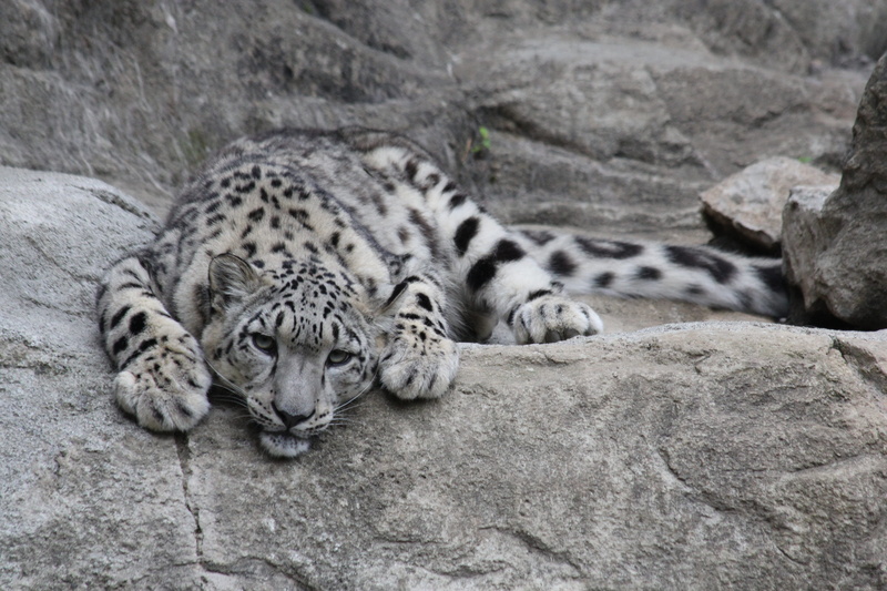 animals in the wild, predator, rock - object, vertebrate, zoo, no people, mammal, snow leopard, one animal, cat, animal themes, whisker, snow leopards