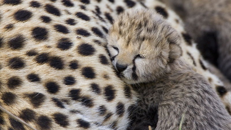 cub, mammal, no people, vertebrate, cat, animal head, predator, whisker, animal, one animal, animals in the wild, day, close-up, animal wildlife, pets