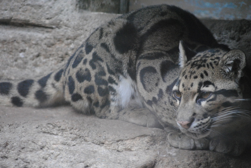 sleeping, jaguar, predator, animal, africa, looking, undomesticated Cat, black Color, big Cat, cat, animal Head, wild cat, fur, endangered Species, animal themes