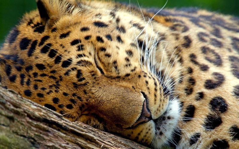 close-up, mammal, day, animal themes, safari, animal Head, cat, carnivore, outdoors, animal, eyes, safari Animals, wildlife, animal wildlife, eyes closed