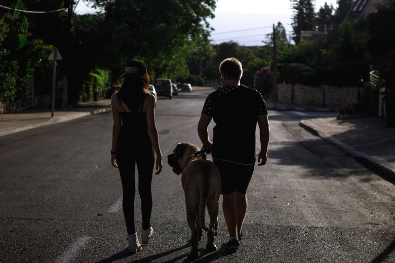 sunset, domestic, city, sunlight, street, cars, 5K, israel, vertebrate, outdoors, dog, road, street life, triangle, trees, mastiff, blond, blonde, doggo