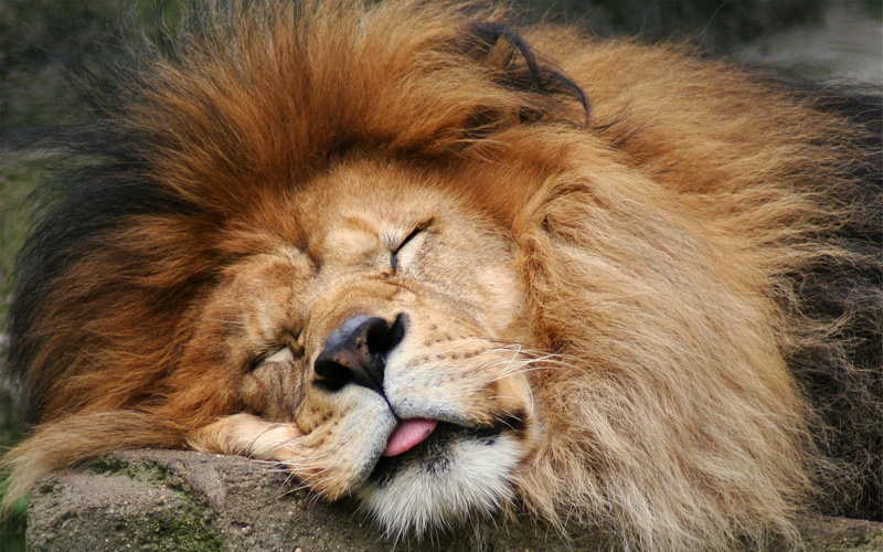outdoors, brown, carnivore, animal body part, vertebrate, safari, male Animal, cat, animal themes, majestic, safari Animals, mammal, undomesticated Cat