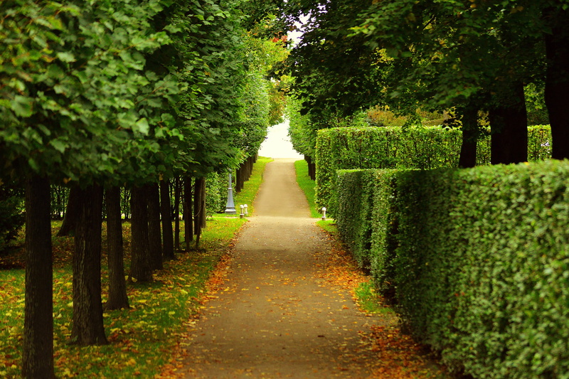treelined, no people, park, leaves, 2K, trimmed, park - man made space, tree, tranquility, spring, walkway, peter, pathway, green color, hedge, st, bushes