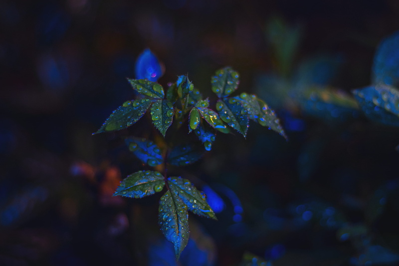 lahijan, growth, outdoors, close-up, night, blue, rain, no people, water, autumn, wet, beauty in nature, nature, iran, green color, purity, green, purple