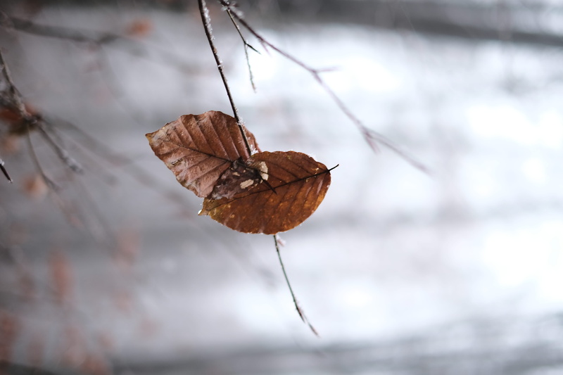 tranquility, no people, day, together, romantic, close-up, leaf, dried, vulnerability, sad, beauty in nature, plant, change, rain, branch, leaves, brown