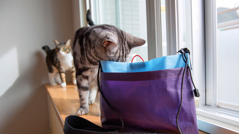 sill, bag, Kote, curious, two, lilac, Pets, 4K, glass, package, two cats, home, striped, grey, purchase, pair, window, poking his nose, room, cat, a couple