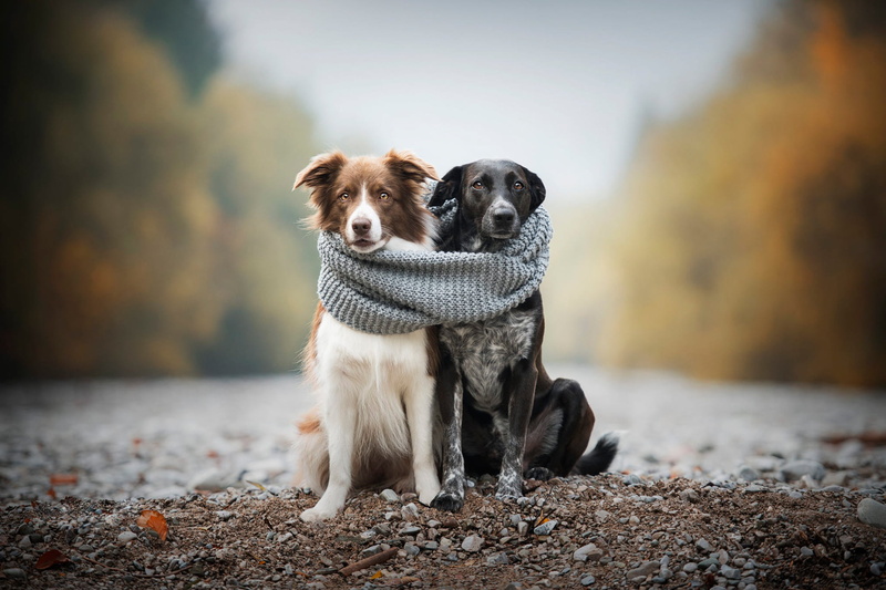 pebbles, a couple, two dogs, the border collie, scarf, 1080P, stones, dogs, pond, friends, shore, heat, two, pair, comfort, together, Duo, autumn