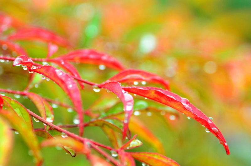 red, freshness, plants, raindrop, growth, wet, autumn, focus on foreground, no people, selective focus, close-up, water, water drops, day, plant part, nature