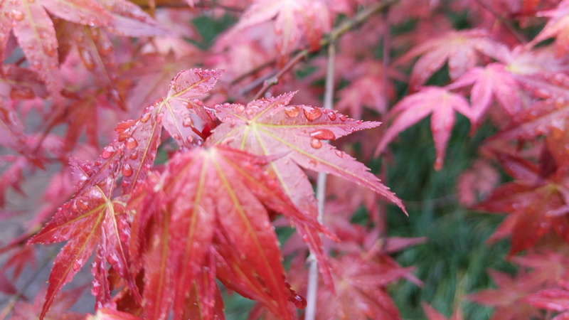 beauty in nature, raindrop, growth, close-up, dew, selective focus, drop, red, rainy season, change, freshness, plant part, forest, nature, photography