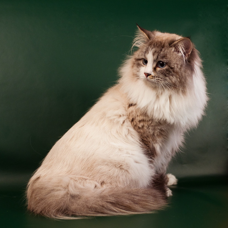 domestic cat, fluffy cat, nevsky, maine coon cat, mammal, animal hair, feline, cats, cat looking, 2K, beautiful cat, young cat, cat, domestic animals