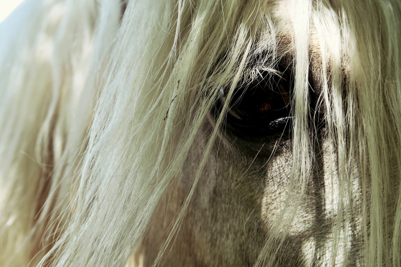 mane, animal eye, vertebrate, eye, no people, domestic, animal head, animal, one animal, horse, animal wildlife, beautiful, day, close-up, animal hair