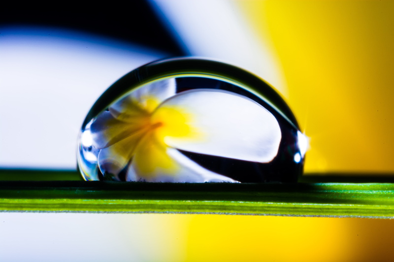 food and drink, close-up, shiny, luxury, 5K, yellow, selective focus, multi colored, wealth, fruit, drip, blade of grass, no people, colored background