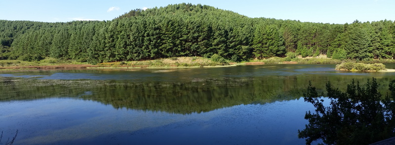 tranquility, reflection lake, kwazulu-natal, tree, outdoors, mountain, midlands, fir, sky, scenics - nature, pine woodland, south africa, reservoir, lake