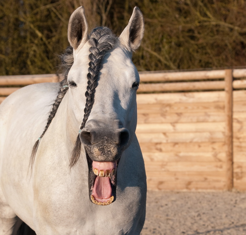 agriculture, mouth, day, nature, ranch, head, animal mouth, plait, livestock, vertebrate, animal wildlife, 1080P, one animal, working animal, neigh, mammal