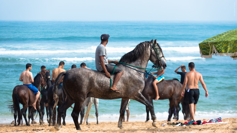 gallop, horseback riding, cavaliere, land, group of people, men, pets, portrait, nature, morocco, domestic, water, game powder, mane, adult, mammal, tbourida