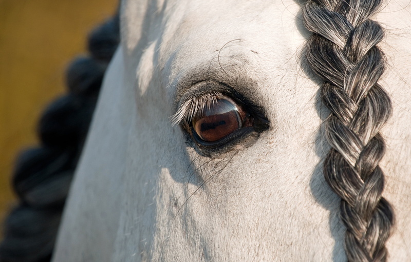 working animal, mammal, close-up, close up, eye, body part, pets, vertebrate, photography, looking at camera, portrait, domestic animals, no people, plait