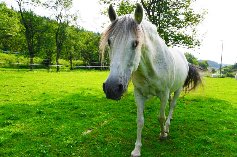 herbivorous, break, autumn, mane, relaxation, pasture, old, play, bush, land, mood, mold, young, grass, plait, hof, animal themes, white, relax, rest, coupling