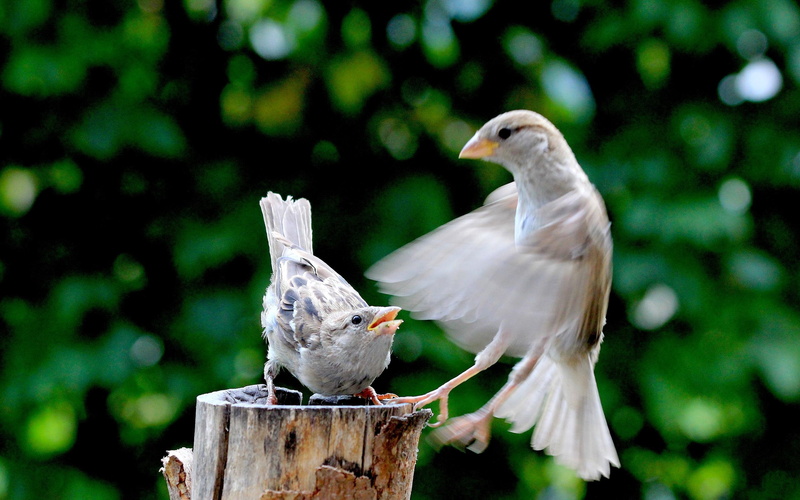 2K, legendary, birds, dispute, white, gray, sparrows, fight, fight-birds, two, stump