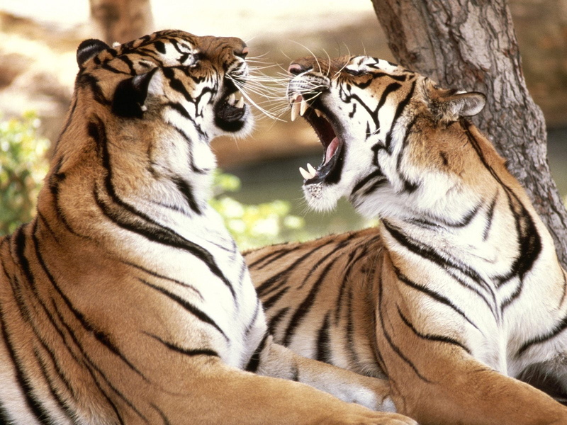 tigers, animal wildlife, outdoors, tiger, animal themes, nature, feelings, adult, two animals, close-up, focus on foreground, animals in the wild, 720P