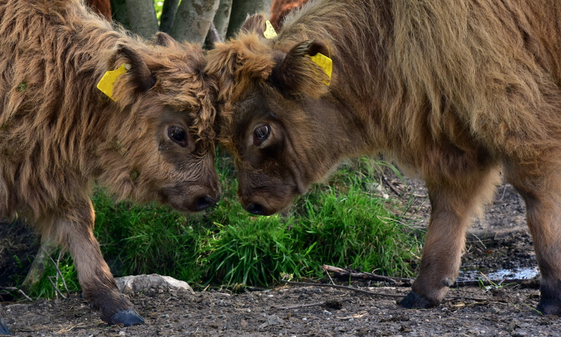 agriculture, beef, highland beef, animal wildlife, dispute, animal family, animal, no people, animal themes, fight, pets, strength, play, day, herbivorous