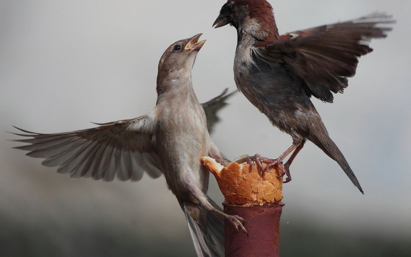 birds, loaf, dispute, girl, sparrows, boy, piece, cute, food, 720P, long, animal, bread