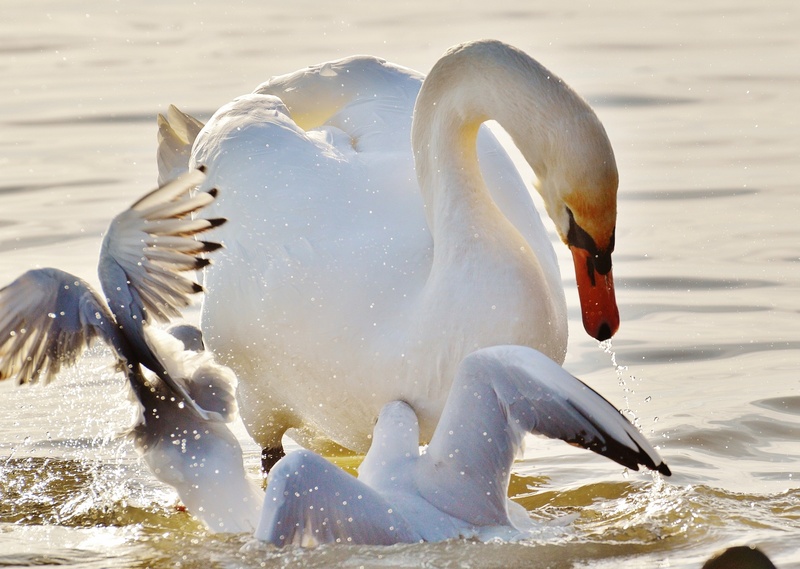swimming, drinking, gulls, 1080P, animal neck, water bird, nature, water, lake constance, group of animals, animal wildlife, lake, swan, motion, animal themes