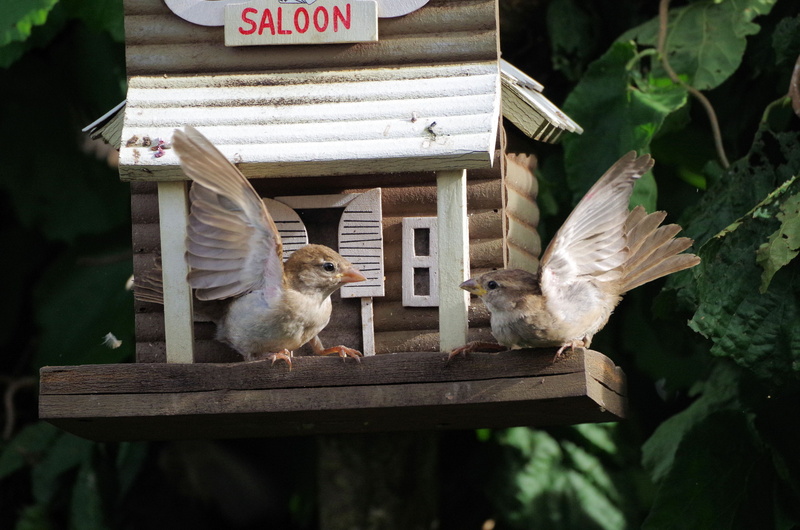 no people, animal wildlife, argue, birds, young animal, animal world, architecture, bird, dispute, animal, nature, vertebrate, sparrows, perching, group of animals