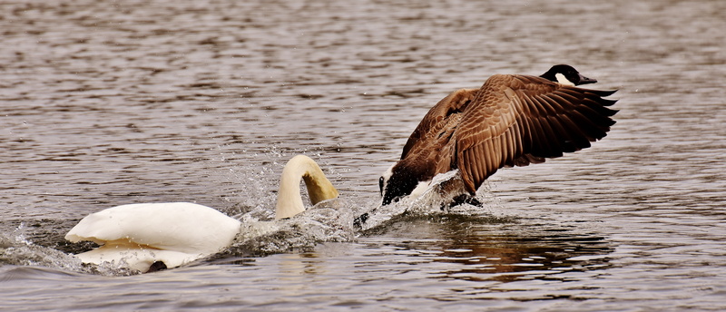 brown, feather, animal wing, waterfront, hunt, reflection, nature, vertebrate, animal, follow, spread wings, bite, animal themes, swimming, daytime, plumage