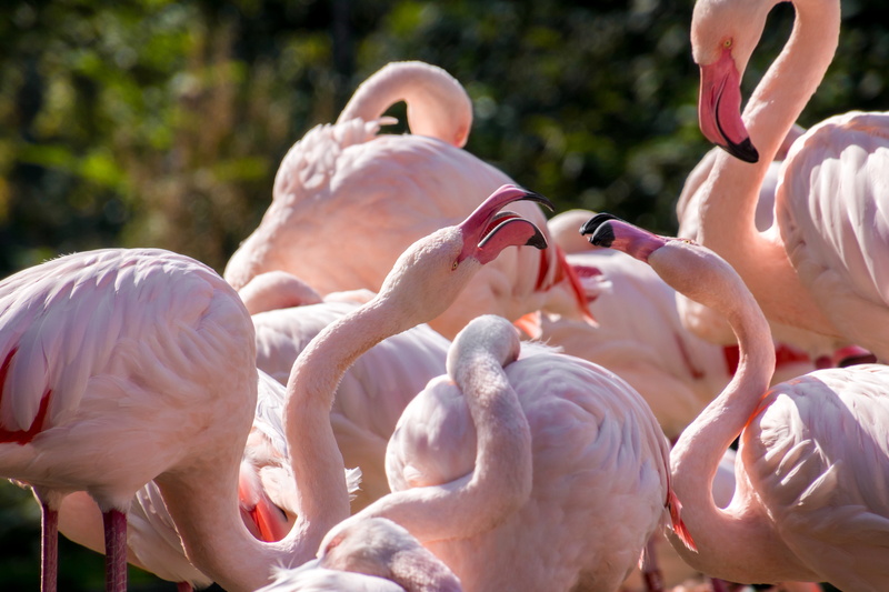plumage, focus on foreground, poultry, 4K, feather, vertebrate, pink color, beauty in nature, flock of birds, nature, animal themes, beak, fight, animal wildlife