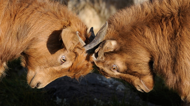 animal, animals in the wild, herbivorous, goats, livestock, outdoors, close-up, field, animal family, animal themes, animal body part, young animal, brown