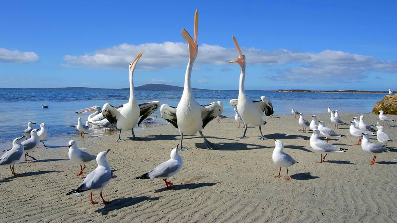 beak, sand, 1080P, Pelican, shore, dance, sea, mountains, Seagull, birds, horizon, the sky, song, dispute