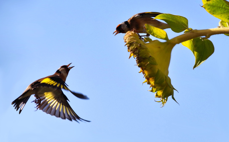 animal, vertebrate, mid-air, motion, day, aggression, blue, spread wings, dispute, food, nature, flying, defense, clear sky, low angle view, 2K, no people