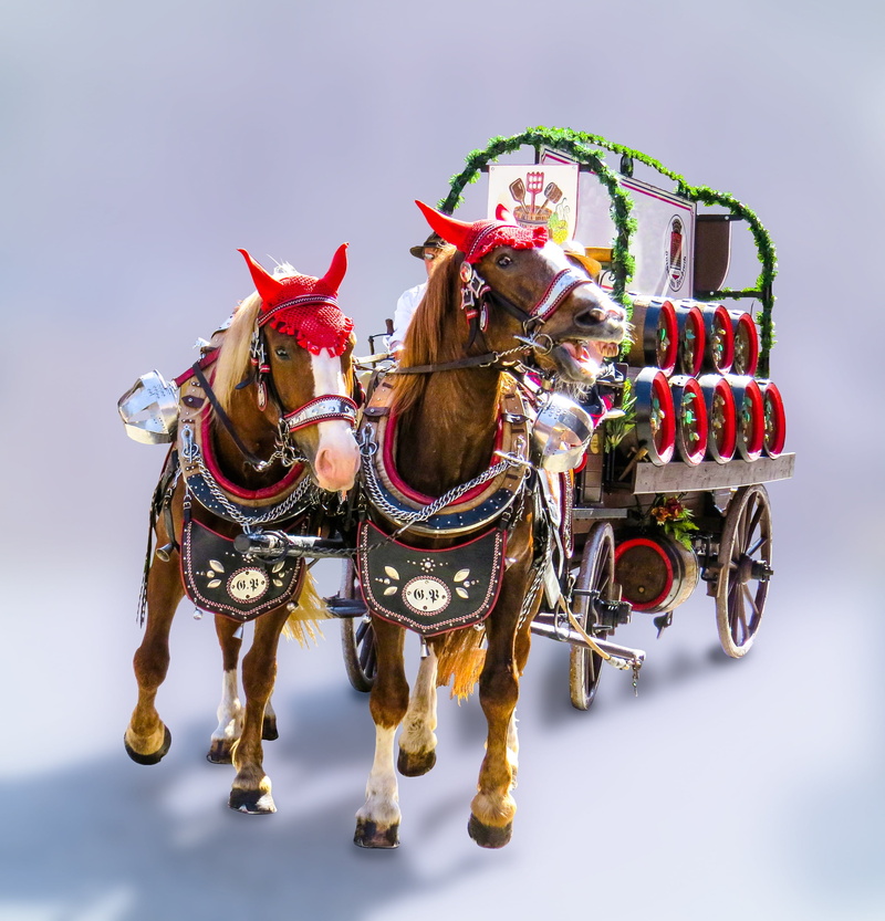 vertebrate, livestock, folk festival, transport, pets, beer carriage, barrel, scare, horse cart, domestic, domestic animals, bavaria, isolated, brown, party