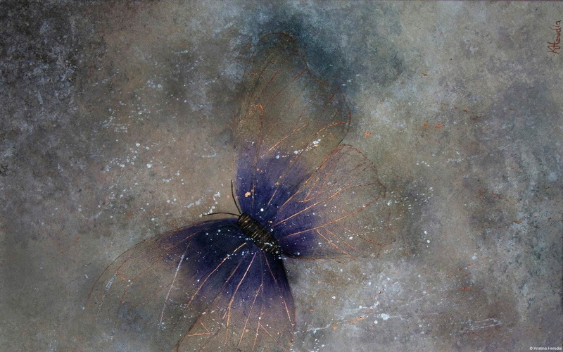 invertebrate, madame, animal, windows, undersea, animals in the wild, one animal, animal themes, wallpap, purple, outdoors, sea life, butterfly, sea, arthropod