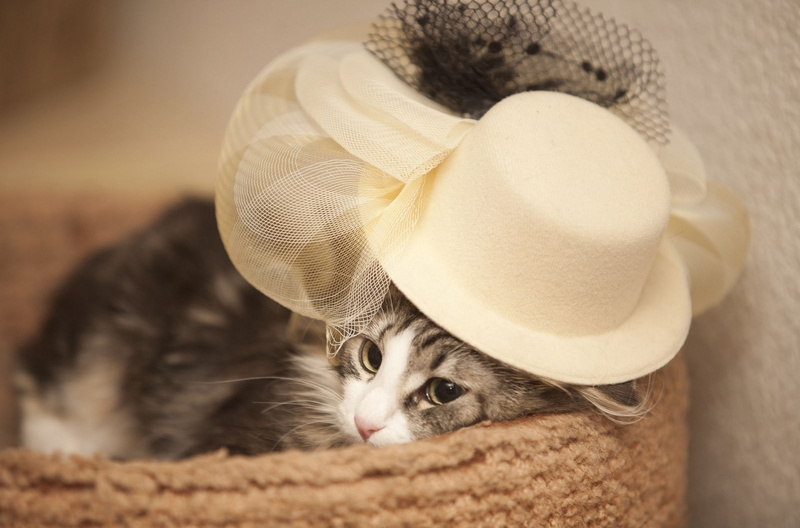 hat, cat, Madame, 1080P